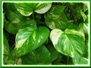 Epipremnum aureum